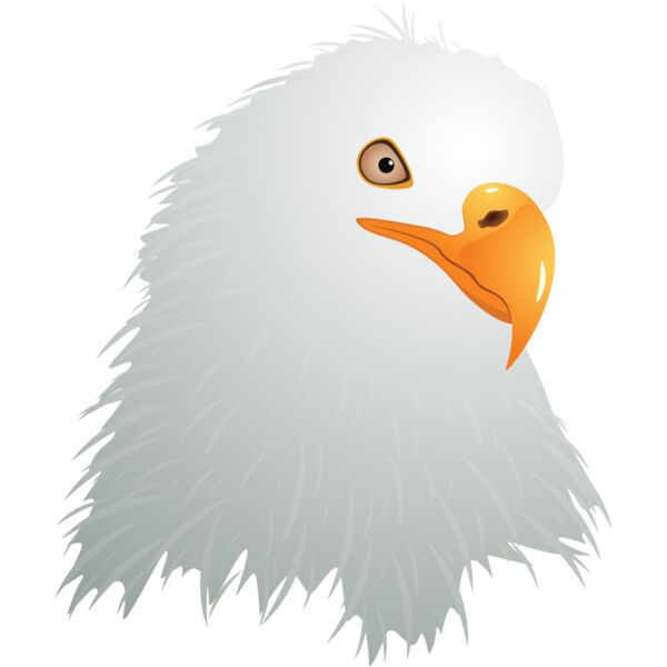 USA America Bald Eagle 6 Thumbnail
