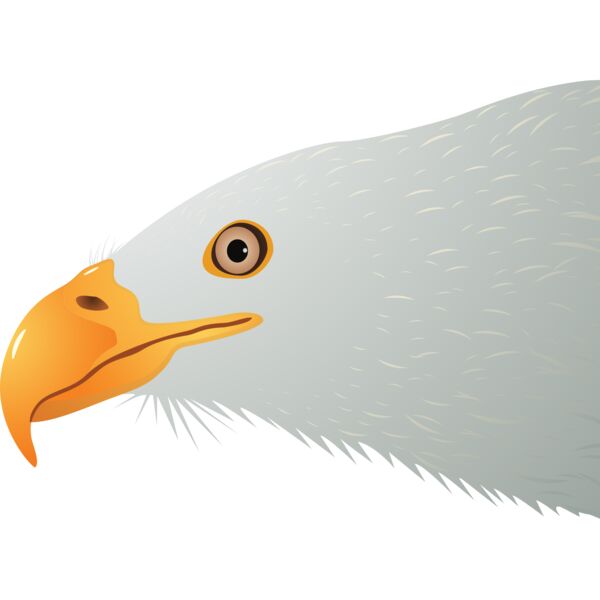 USA America Bald Eagle 3 Thumbnail